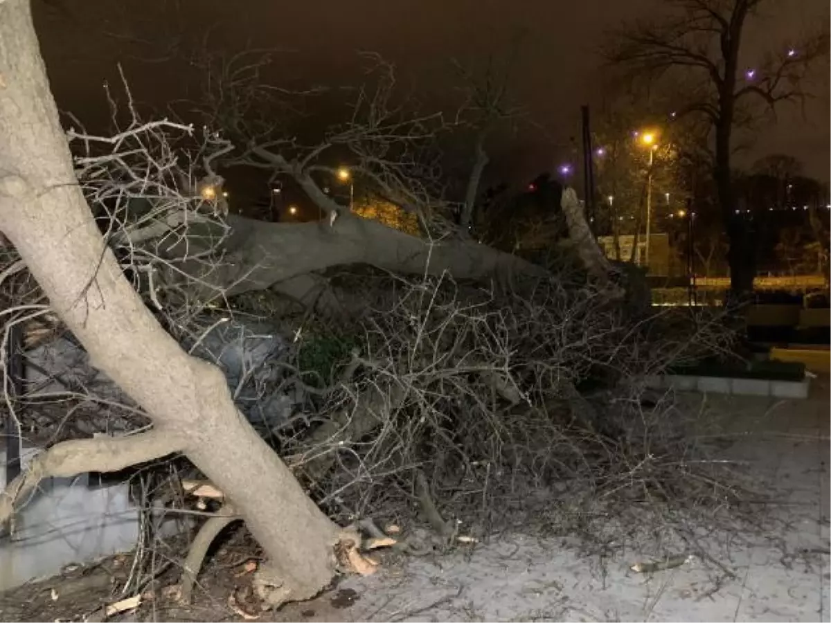 TFF Beylerbeyi Tesisleri'nin bahçesindeki asırlık çınar devrildi, görevli kıl payı kurtuldu
