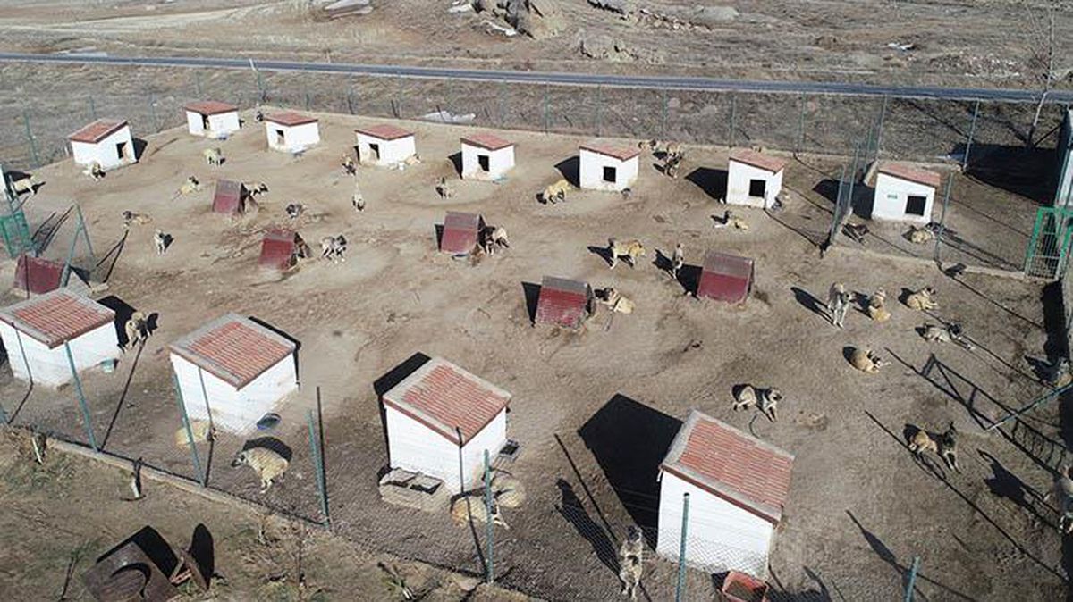 Ünü ülke sınırlarını aşan kangal köpeklerinin fiyatı altınla yarışıyor