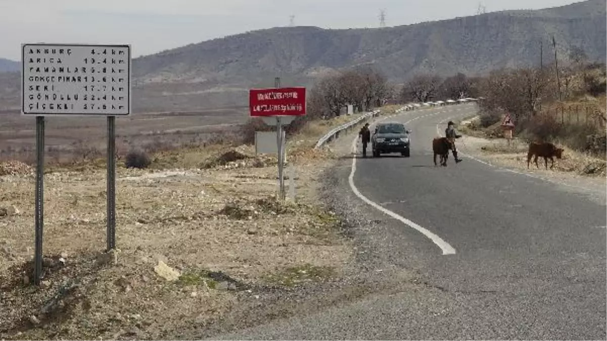 Başıboş inek ve yavrusuna ahırında baktı, 12 kilometre yol gidip Saadet nineye ulaştırdı