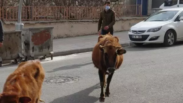 Başıboş inek ve yavrusuna ahırında baktı, 12 kilometre yol gidip Saadet nineye ulaştırdı