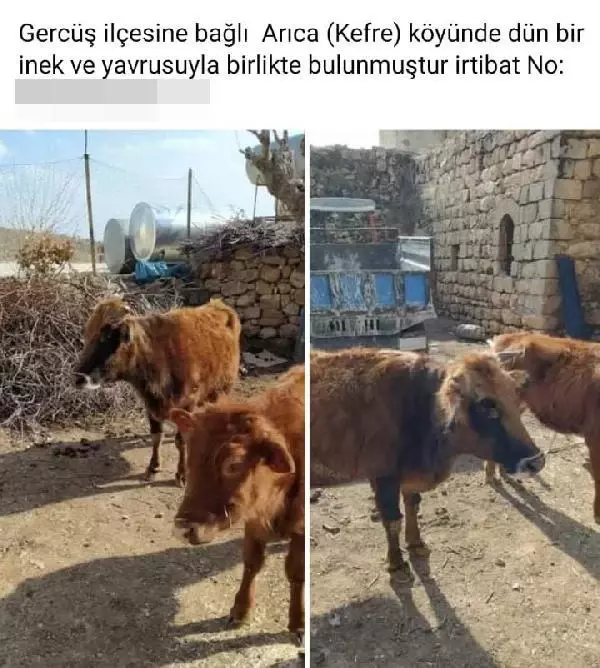 Başıboş inek ve yavrusuna ahırında baktı, 12 kilometre yol gidip Saadet nineye ulaştırdı