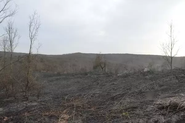 Beykoz'da ormanlık alanda yangın