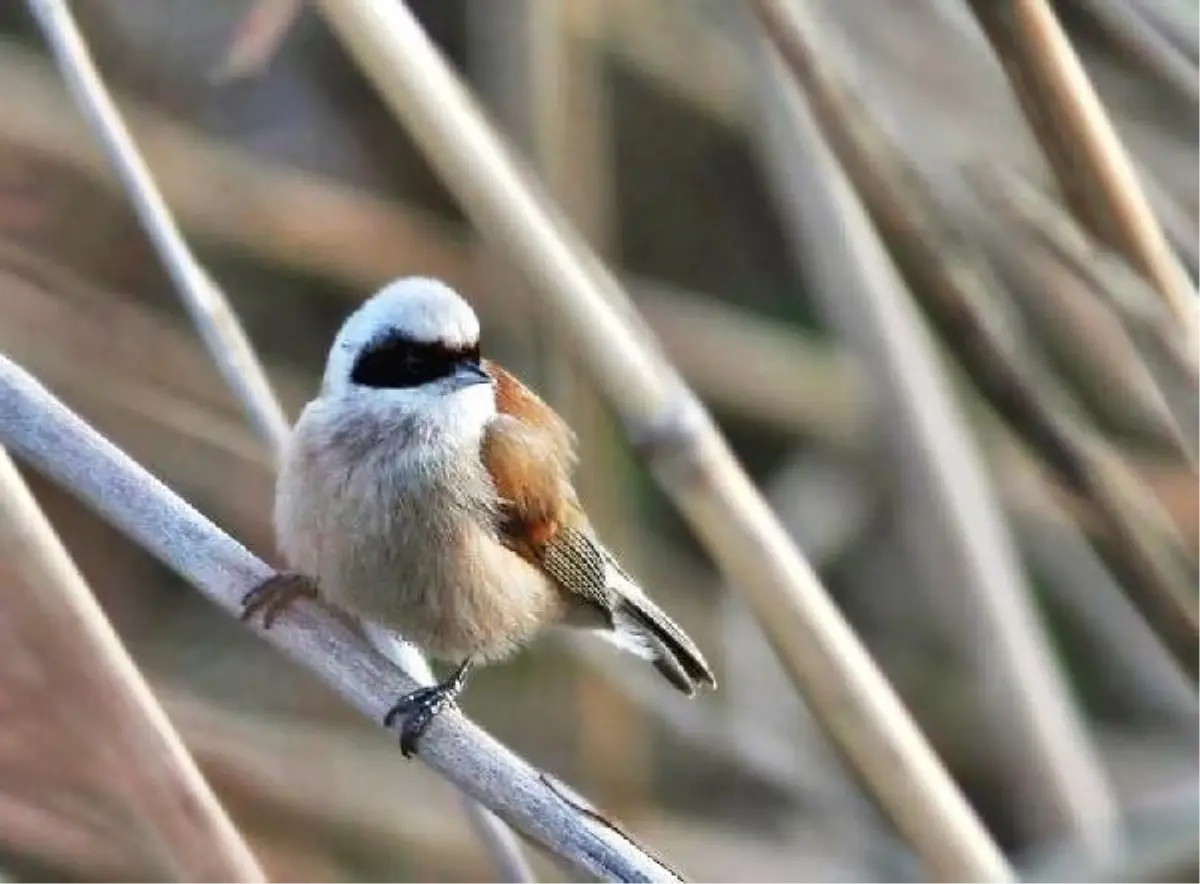 Hersek Lagünü'nde Çulhakuşu gözlendi
