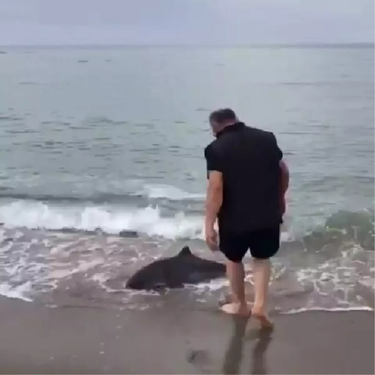 Kıyıya vuran yunusu kurtardı