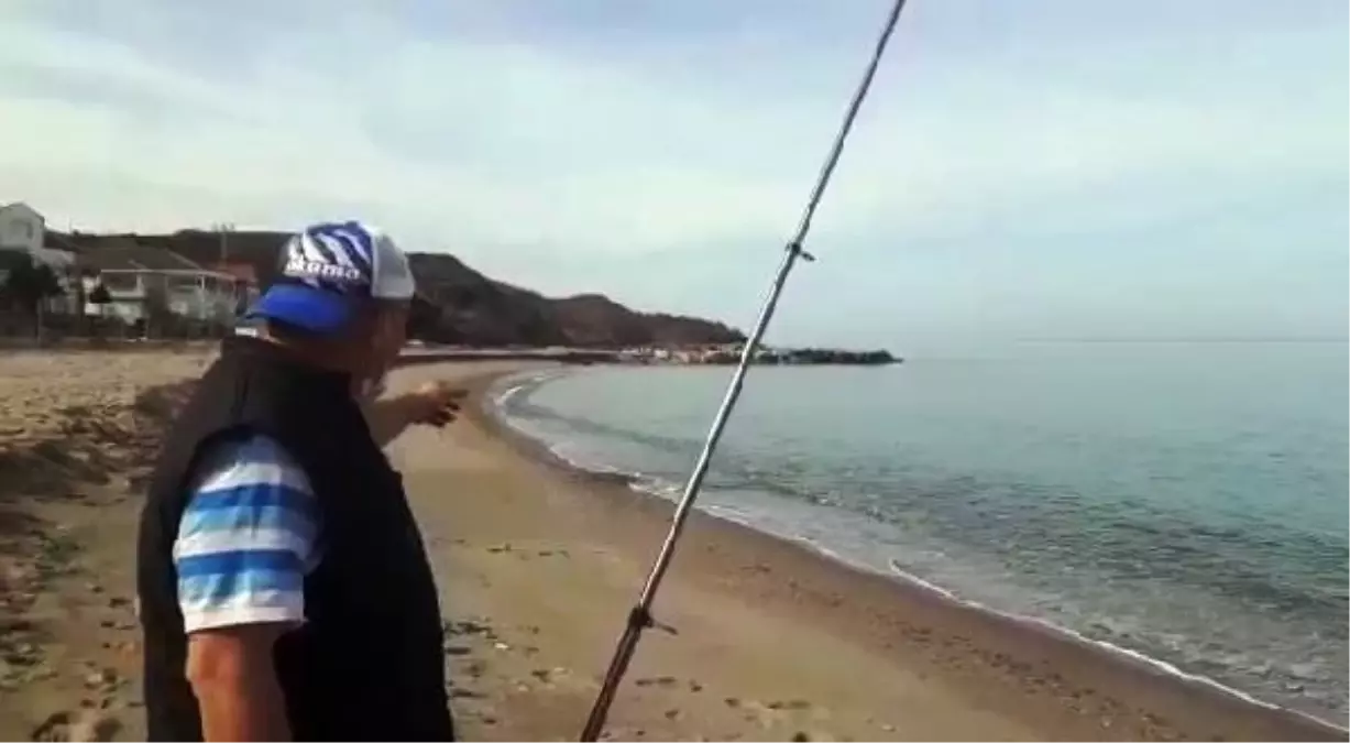 Kıyıya vuran yunusu kurtardı (2)