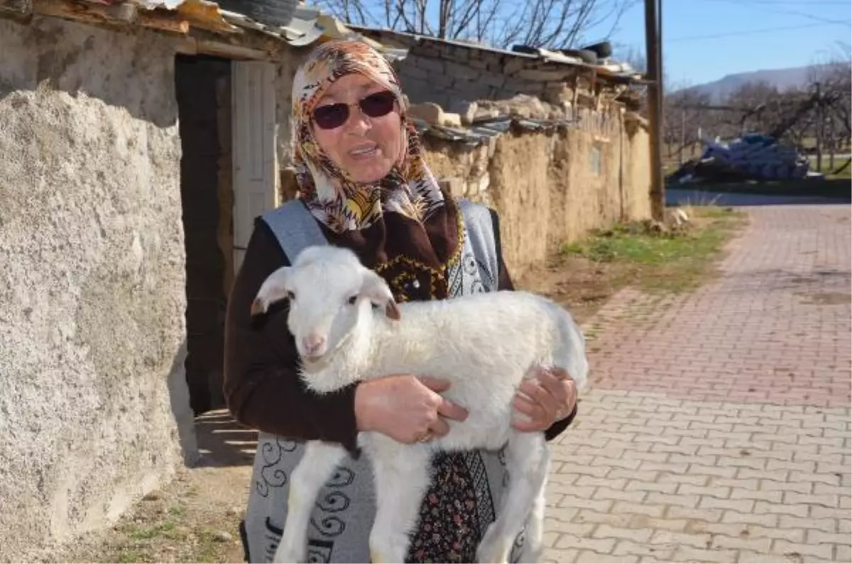 Şehit oğlunun ismini verdiği kuzusu çalınan anne: İsteselerdi maaşımı verirdim