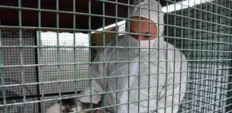 Antibiyotik: Son dakika haberleri! Sokak kedilerinde ölümcül ve bulaşıcı salgın tehlikesi Antibiyotik: Son dakika haberleri! Sokak kedilerinde ölümcül ve bulaşıcı salgın tehlikesi