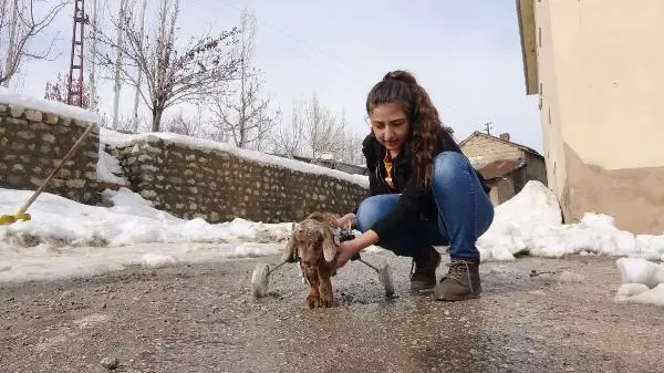 Yüksekovalı ailenin evinde baktığı, arka bacakları kısa oğlağa protez yürüteç Yüksekovalı ailenin evinde baktığı, arka bacakları kısa oğlağa protez yürüteç