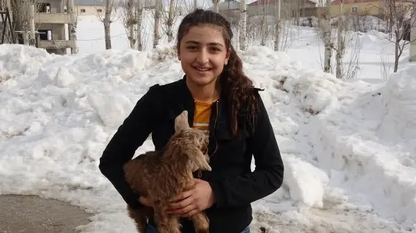 Yüksekovalı ailenin evinde baktığı, arka bacakları kısa oğlağa protez yürüteç Yüksekovalı ailenin evinde baktığı, arka bacakları kısa oğlağa protez yürüteç