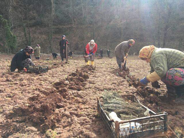 Bartın'da lavanta yetiştiriciliği yaygınlaşıyor