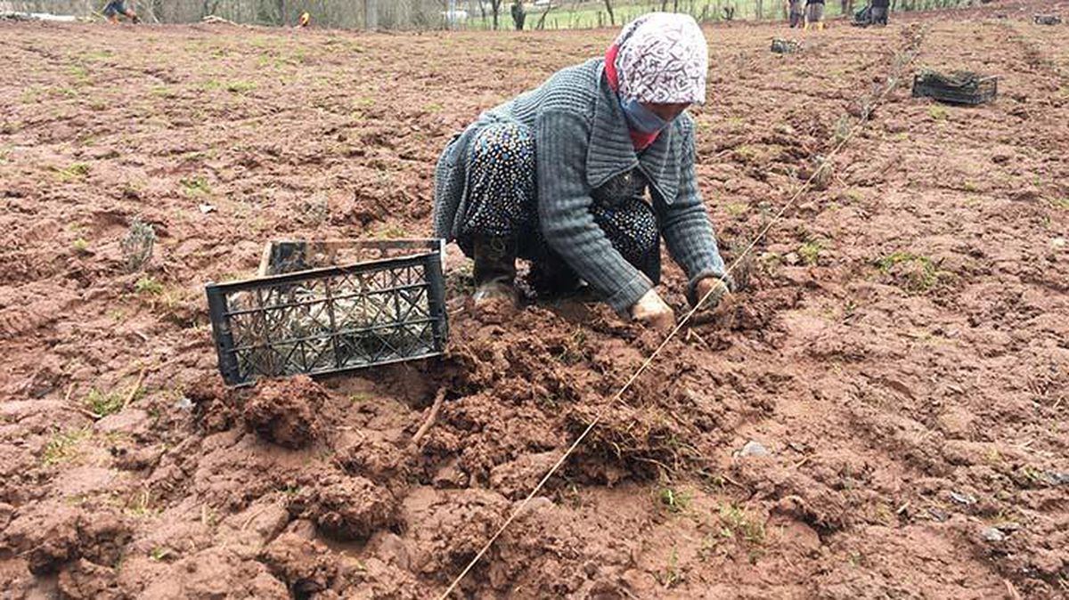 Parfüm yapımında da kullanılan lavanta yağının litre fiyatı altınla yarışıyor