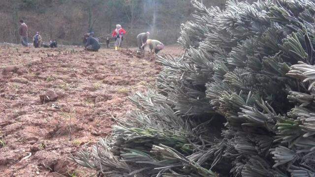 Bartın'da lavanta yetiştiriciliği yaygınlaşıyor