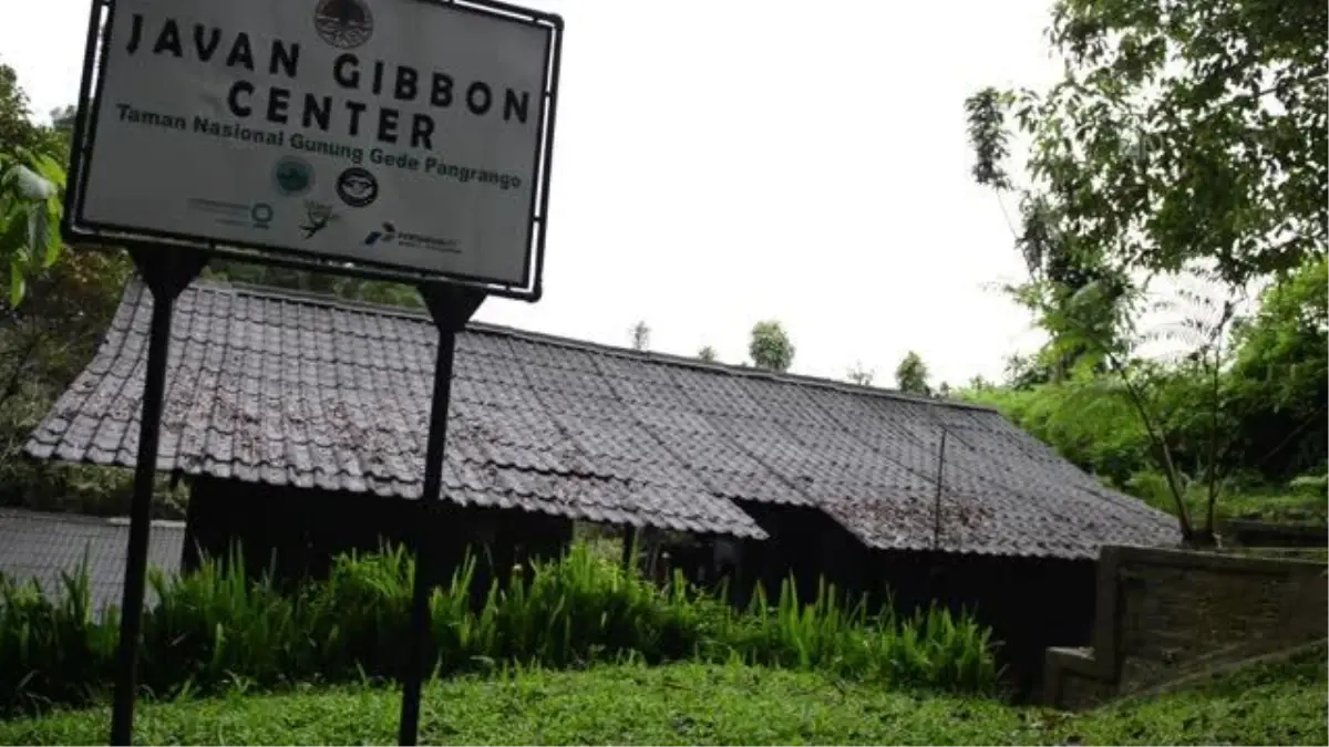 Endonezya'da Simli Gibbon türü bir maymun sezaryenle doğum yaptı