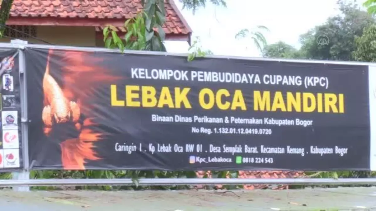 Endonezya'da göz alıcı renklere sahip Betta balıkları, yarışma için 'kuaförde' güzelleşiyor