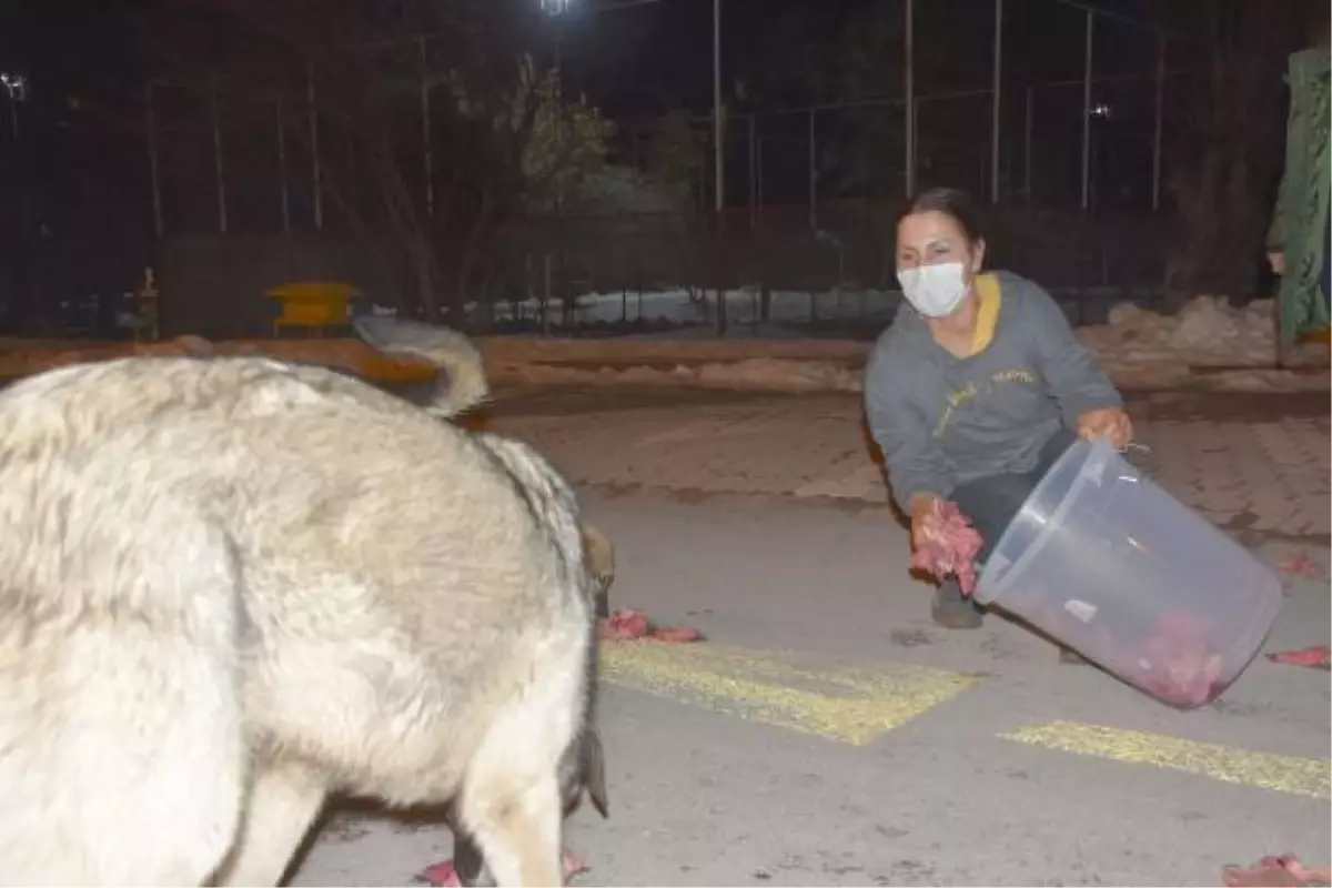 Profesör, 29 yıldır sokak hayvanlarını besliyor