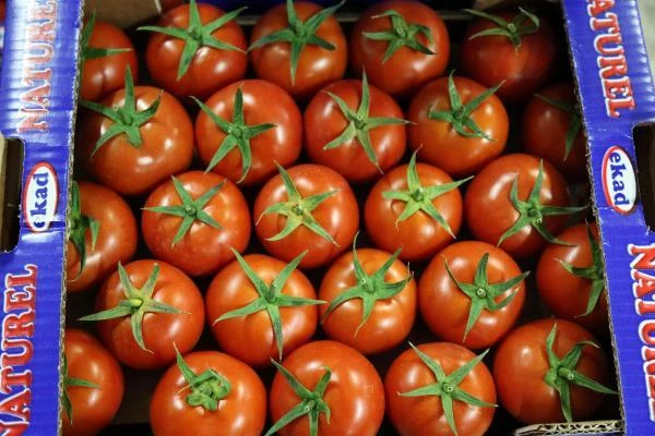 Rusya'ya domates sevkiyatı 10 gün içinde başlayacak