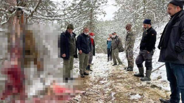 Vicdansızlar, tüfekle vurdukları hamile karacanın derisini yüzerken suçüstü yakalandı
