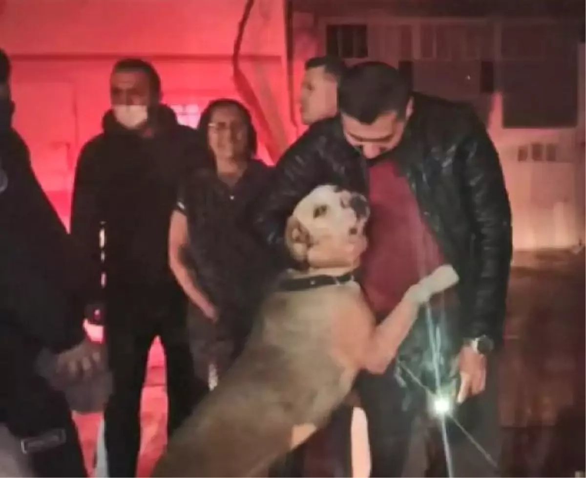 Yangından baygın kurtarılan köpek, kendine gelince yanan dükkanın önünde sahibini bekledi