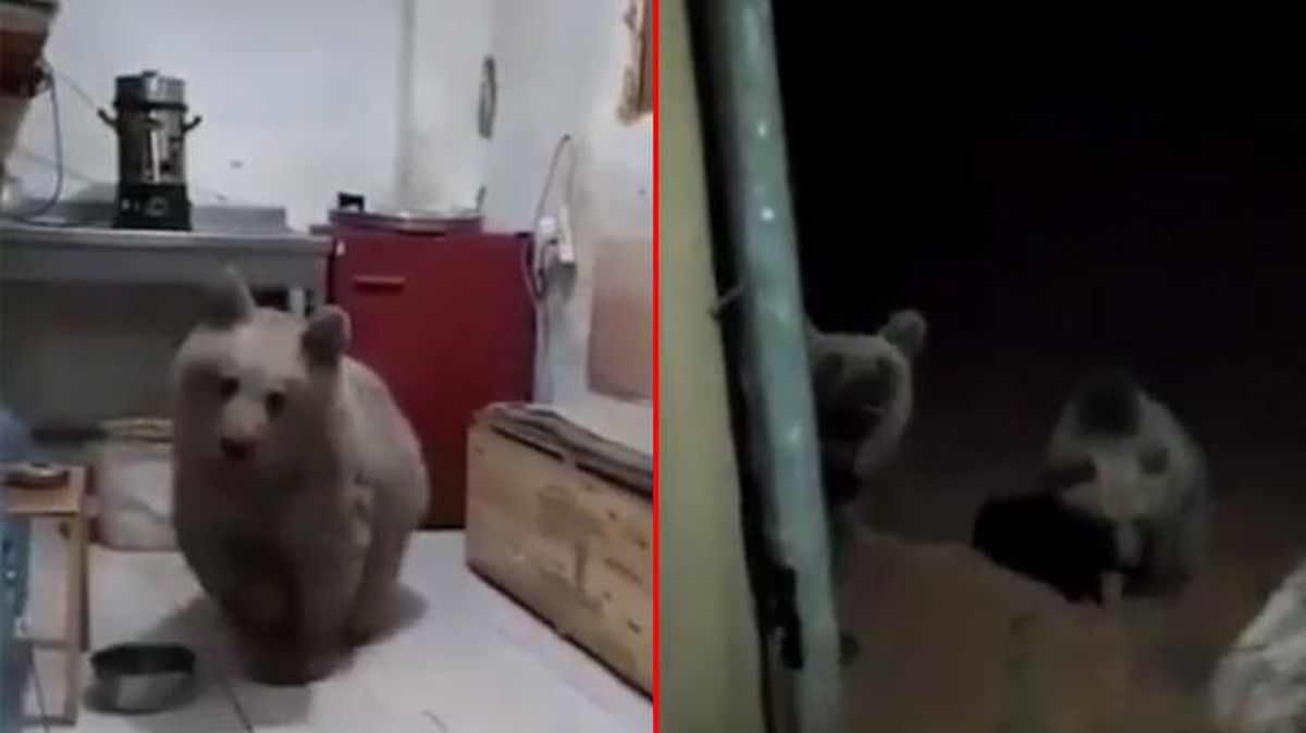 Evine giren ayıları 'Biz yiyemedik siz yiyin' diyerek dışarı çıkardı! Video sosyal medyada ses getirdi