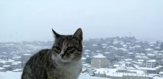 Safranbolu beyaza büründü