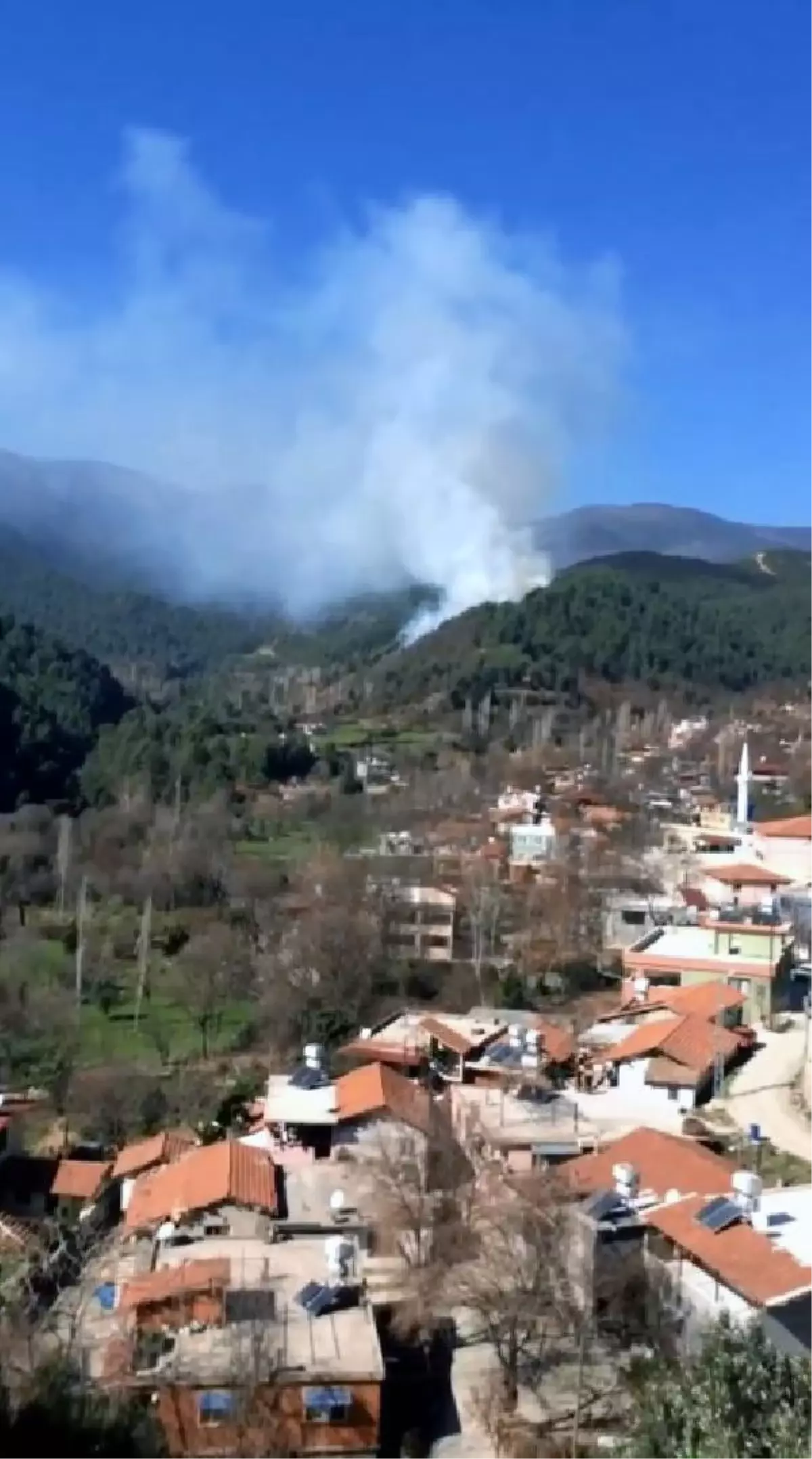 Samandağ'da orman yangını