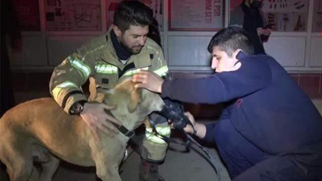 Yangından ölmek üzere olan köpek oksijen maskesi ve kalp masajıyla hayata döndü