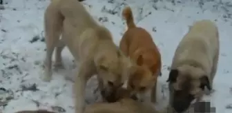 Çoban köpekleri, sürüye saldıran kurdu telef etti