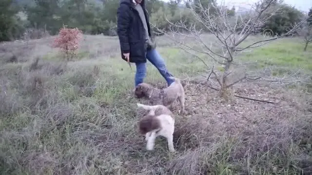 'Gizemli trüf mantarı' topraktan eğitimli köpeklerle çıkarılıyor 'Gizemli trüf mantarı' topraktan eğitimli köpeklerle çıkarılıyor