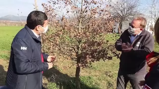 'Gizemli trüf mantarı' topraktan eğitimli köpeklerle çıkarılıyor 'Gizemli trüf mantarı' topraktan eğitimli köpeklerle çıkarılıyor