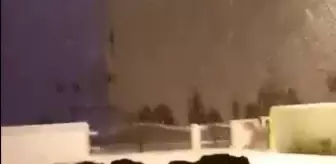 Karda aç kalan domuzlar ilçeye indi