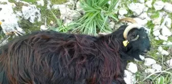 Kurtlar sürülere saldırıp 5 keçiyi parçaladı, 8'ini kaçırdı