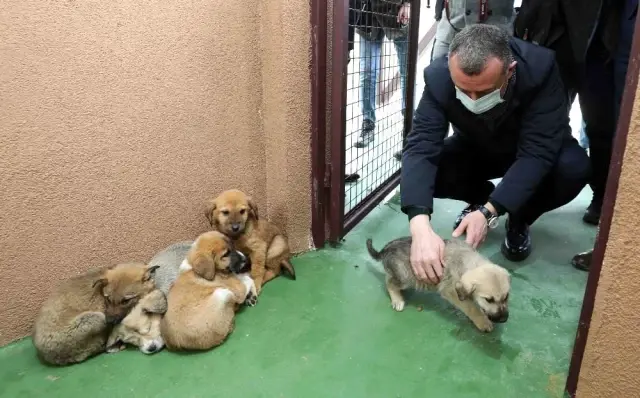 Sokak hayvanlarına 120 ton mama Sokak hayvanlarına 120 ton mama