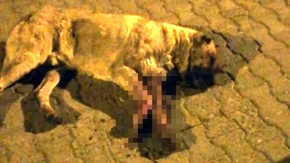 Elleriniz kırılsın! Sokak köpeğinin gözlerini oyup sopayla öldüresiye dövdüler