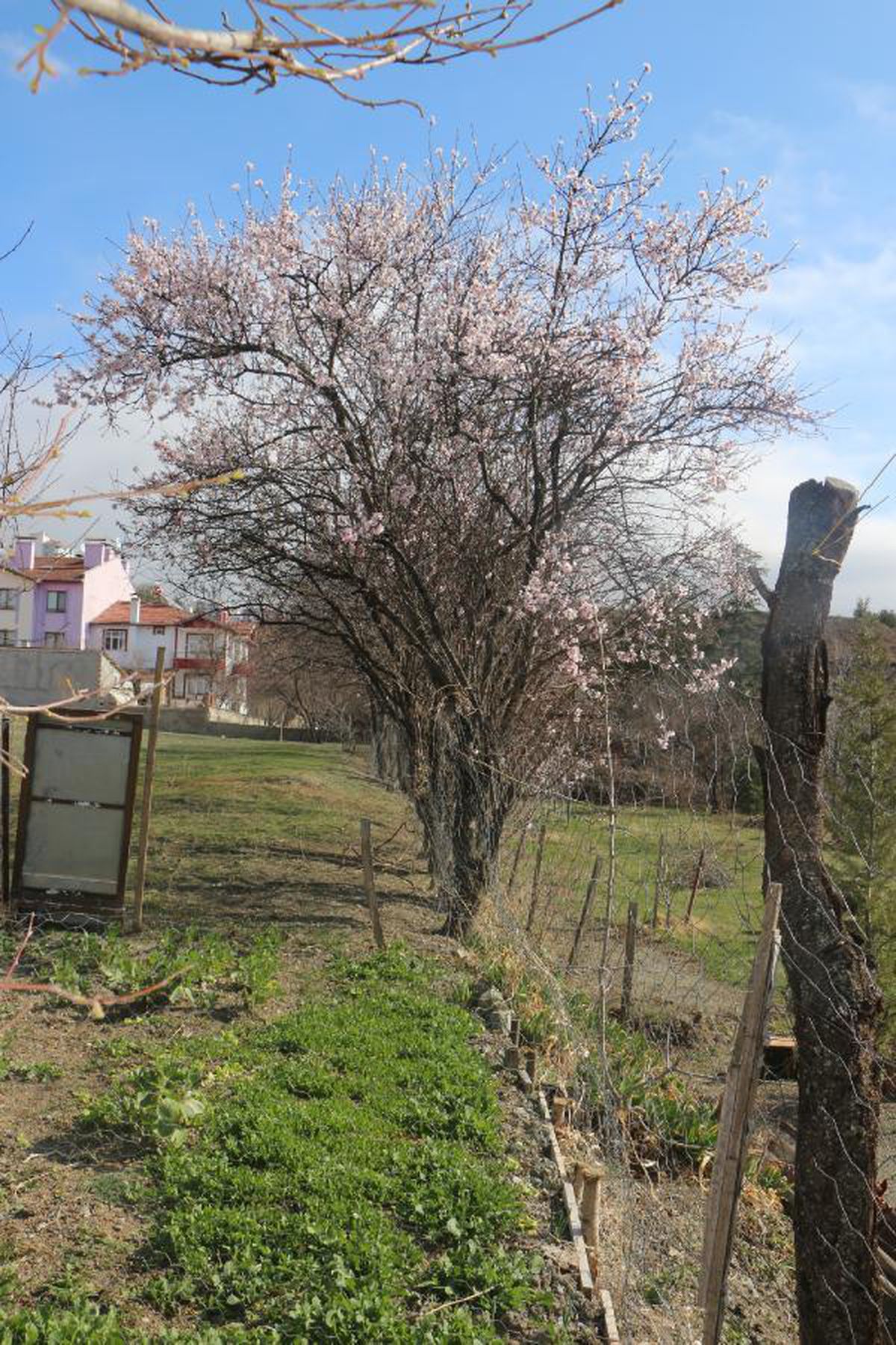 Tokat'ta, badem ağaçları çiçek açtı