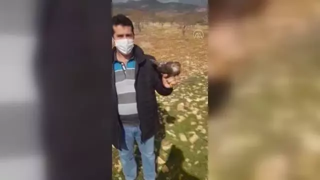Yaralı bulunan atmaca tedavi altına alındı Yaralı bulunan atmaca tedavi altına alındı