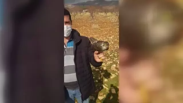 Yaralı bulunan atmaca tedavi altına alındı Yaralı bulunan atmaca tedavi altına alındı