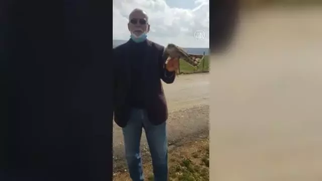 Yaralı bulunan atmaca tedavi altına alındı Yaralı bulunan atmaca tedavi altına alındı