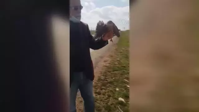 Yaralı bulunan atmaca tedavi altına alındı Yaralı bulunan atmaca tedavi altına alındı