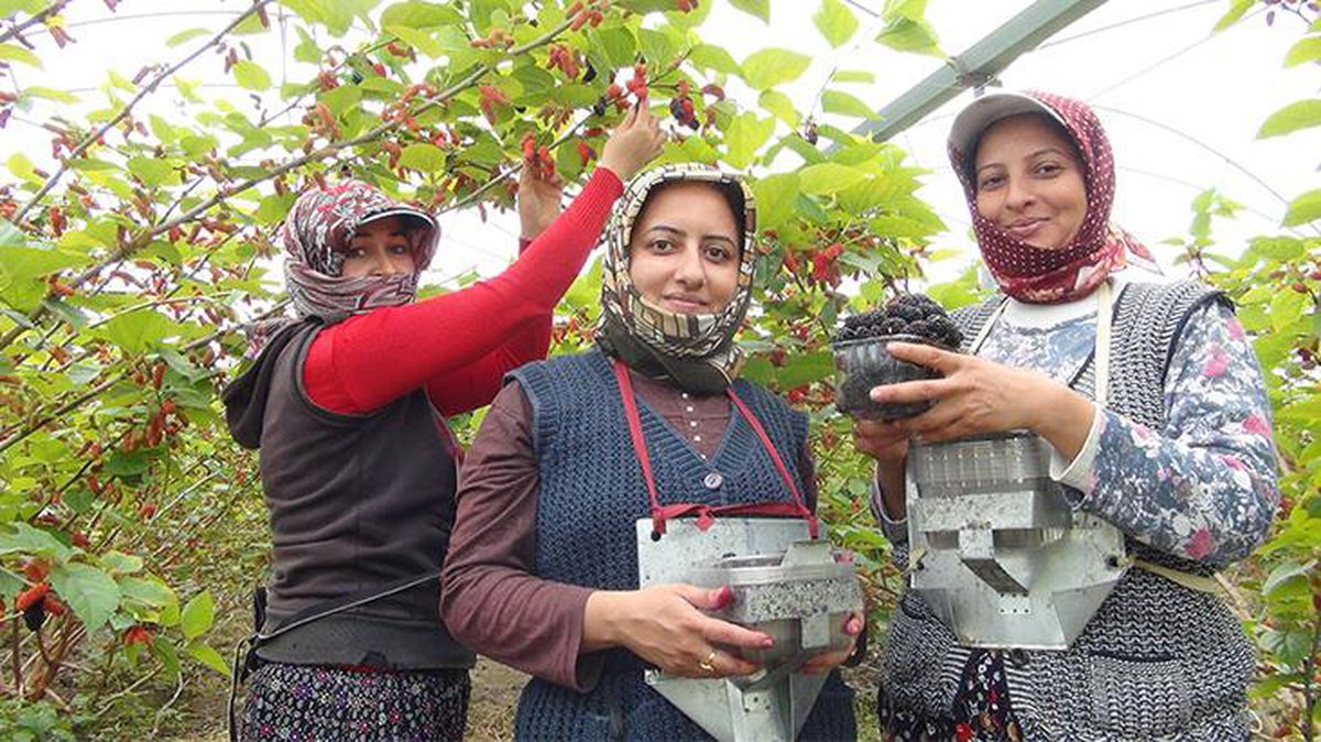 Çiftçinin yüzü gülüyor! Çileğe alternatif dikilen meyve 17 liradan alıcı buluyor