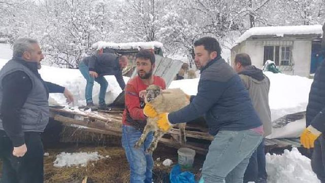 coken ahirin altinda kalan hayvanlar kurtaril 3 13932369 o