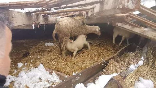 coken ahirin altinda kalan hayvanlar kurtaril 4 13932369 o
