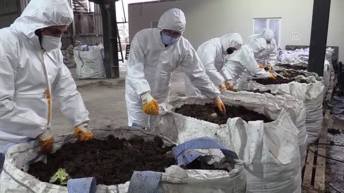 Fındık veriminin artırılmasında solucan gübresi kullanılacak