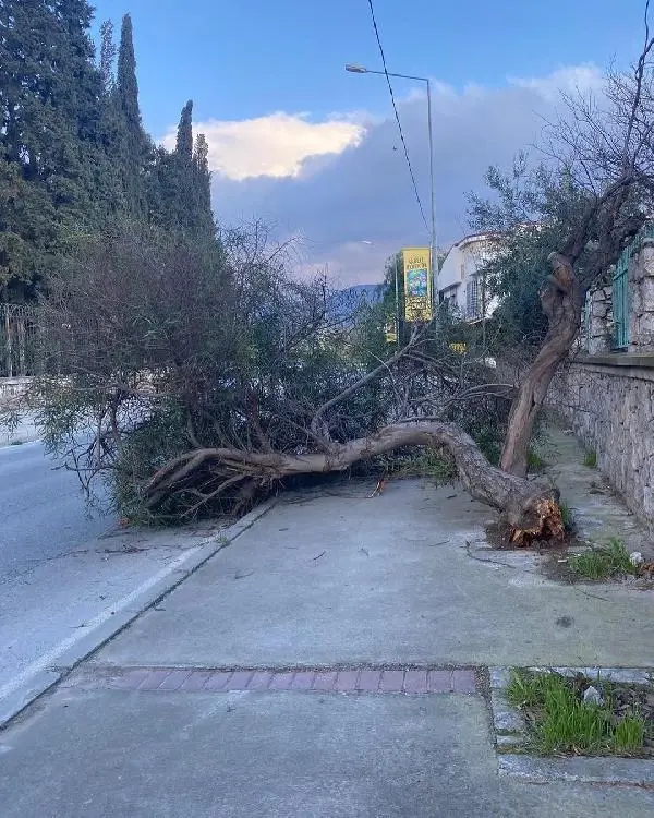 İzmir'de etkili olan fırtına nedeniyle ağaçlar devrildi, çatılar uçtu ile ilgili görsel sonucu