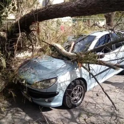 İzmir'de fırtına kabusu geri döndü, kırılan ağaçlar otomobillerin üzerine devrildi İzmir'de fırtına kabusu geri döndü, kırılan ağaçlar otomobillerin üzerine devrildi