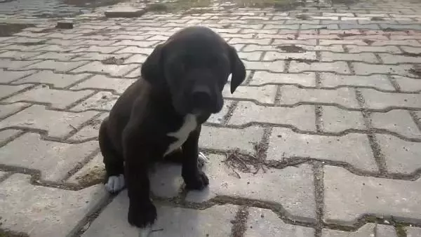 Polisler, üşüyen yavru köpeği ekip aracında ısıttı Polisler, üşüyen yavru köpeği ekip aracında ısıttı