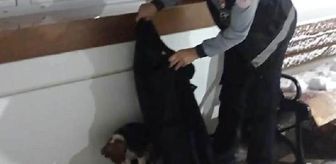 Soğuktan etkilenen yavru köpeği montu ile ısıttı