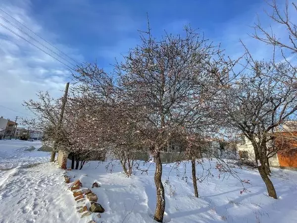Yalancı bahara aldanıp, çiçeklenen meyve ağaçları buz tuttu Yalancı bahara aldanıp, çiçeklenen meyve ağaçları buz tuttu