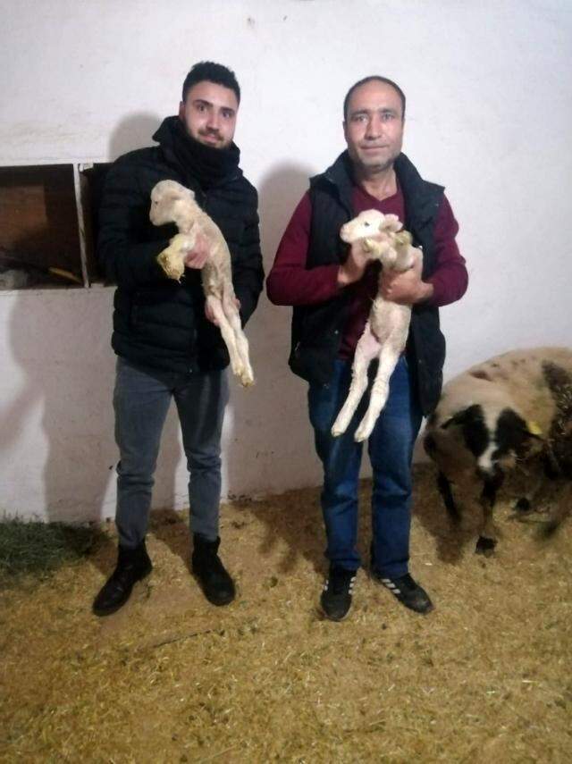 Yeni doğan kuzunun 'Anne' diye seslenmesi herkesi şaşkına çevirdi