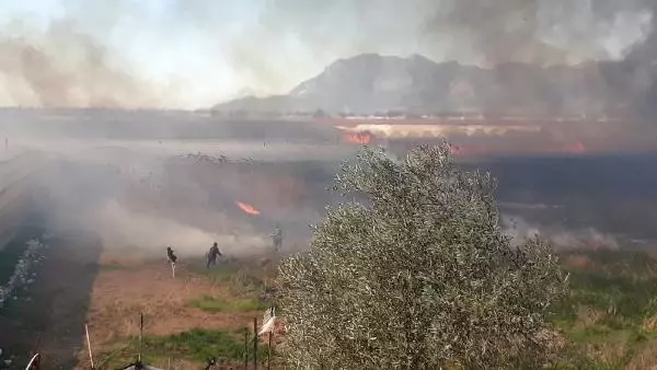 Son dakika haberleri! Antalya'da sazlık alanda yangın (1)