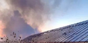 Son dakika haberi: Antalya'da sazlık alanda yangın (3)